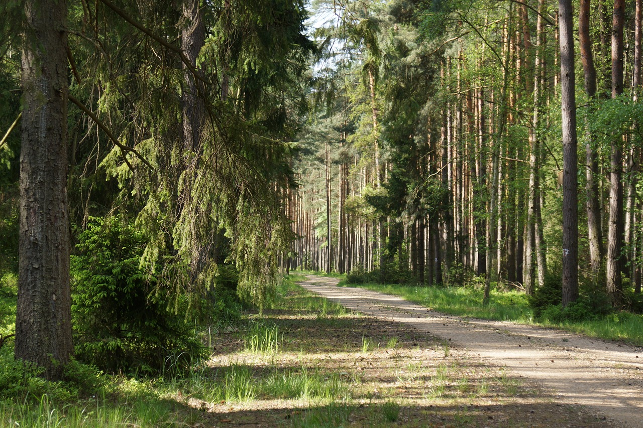 Hiljaisuuden retriitti Kursun kirkossa 3.–6.7.2025 Kesäinen metsäpolku