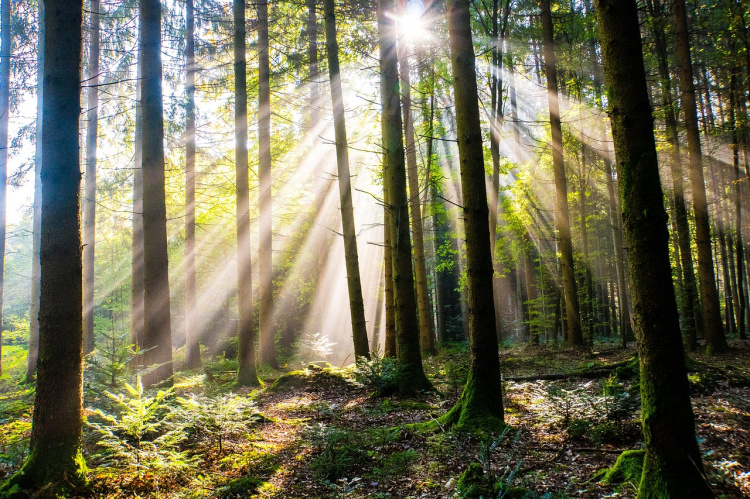 Kuva metsästä